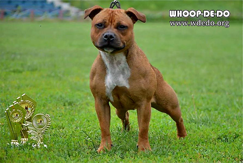 Стаффордширский бультерьер Whoop-De-Do Dragonfly Стаффордширский бультерьер Whoop-De-Do Dragonfly
